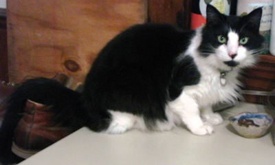 Big Cat.JPG